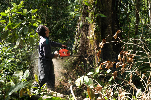 Tree and Shrub Care in Tilton Northfield, NH