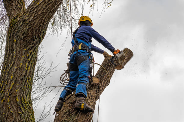 Tilton Northfield, NH  Tree Services Company