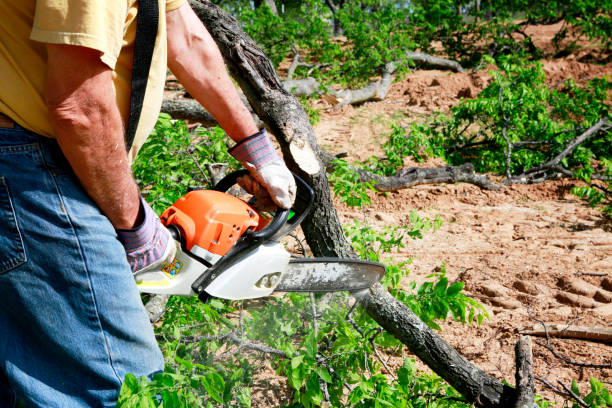 Why Choose Our Tree Removal Services in Tilton Northfield, NH?